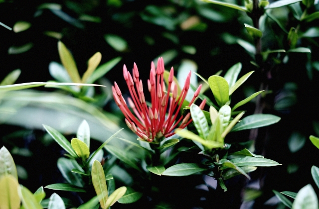 Landscaping Plants